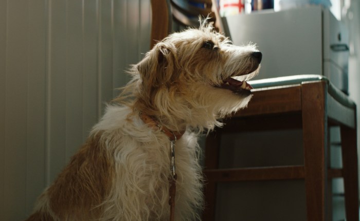 Smuggling Hendrix [2018]